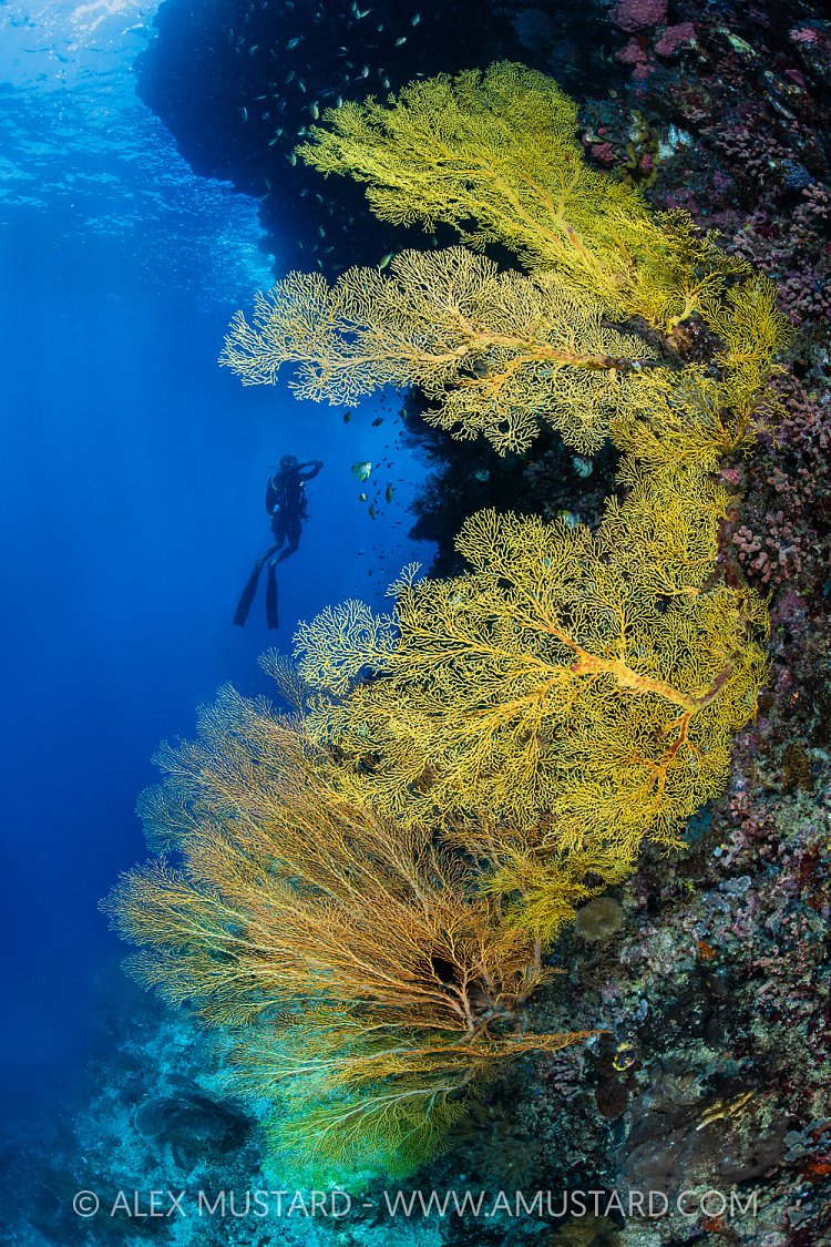 Sea Fans with Diver, Indonesia