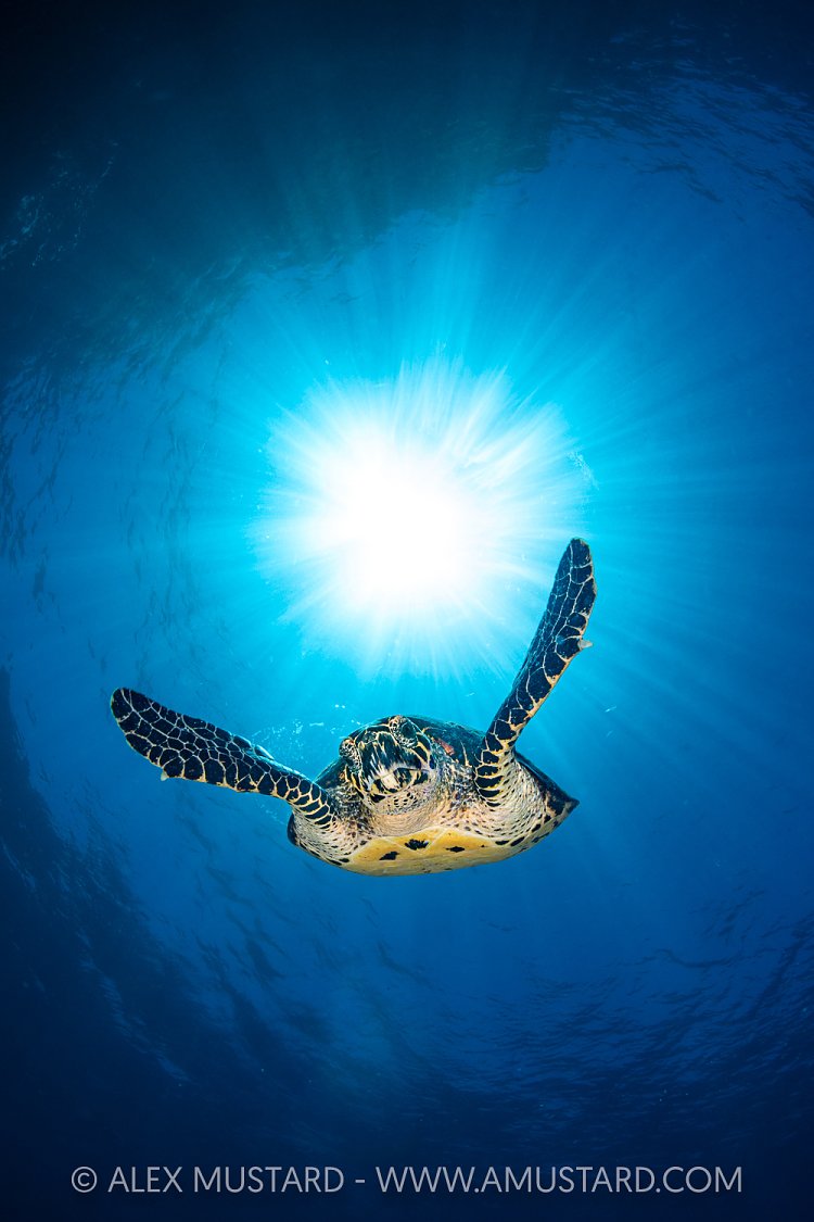 Hawksbill Sunburst, Indonesia