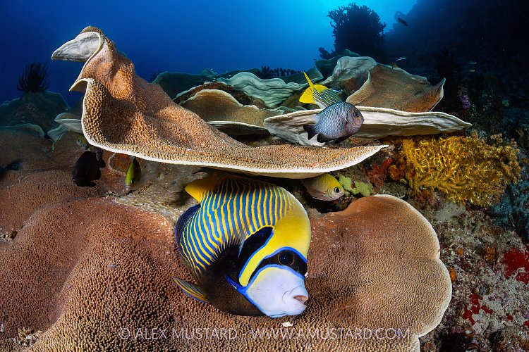 Emperor Angelfish Being Cleaned, Indonesia