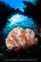 Backlit Seafan, Indonesia