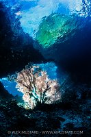 Backlit Seafan, Indonesia