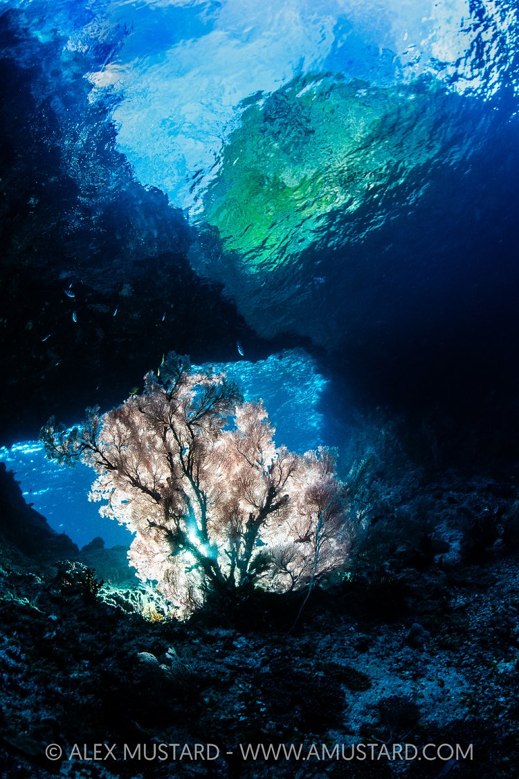 Backlit Seafan, Indonesia