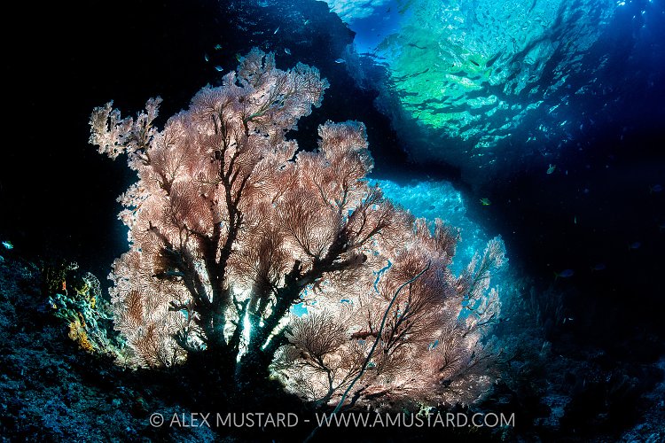 Backlit Seafan, Indonesia