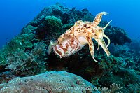 Cuttlefish Display, Indonesia