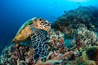 Digging Hawksbill, Indonesia