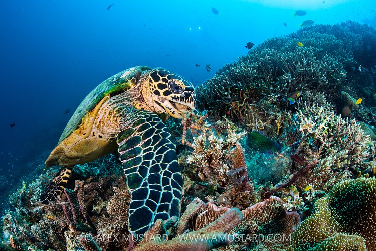 Digging Hawksbill, Indonesia