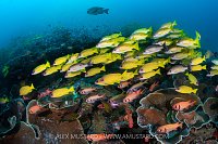Snapper School, Indonesia
