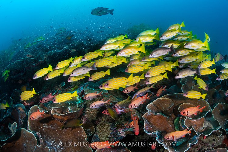 Snapper School, Indonesia