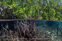 Mangrove Trees, Indonesia