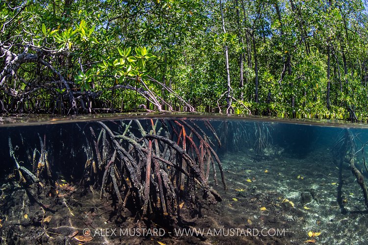 Mangrove Trees, Indonesia