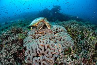 Hawksbill Feeds On Large Coral, Indonesia