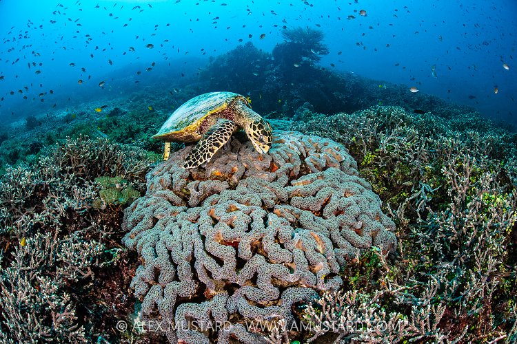 Hawksbill Feeds On Large Coral, Indonesia