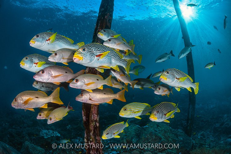 Snappers & Sweetlips, Indonesia