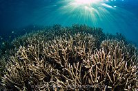 Branching Corals Beneath Evening Sunbeams, Indonesia