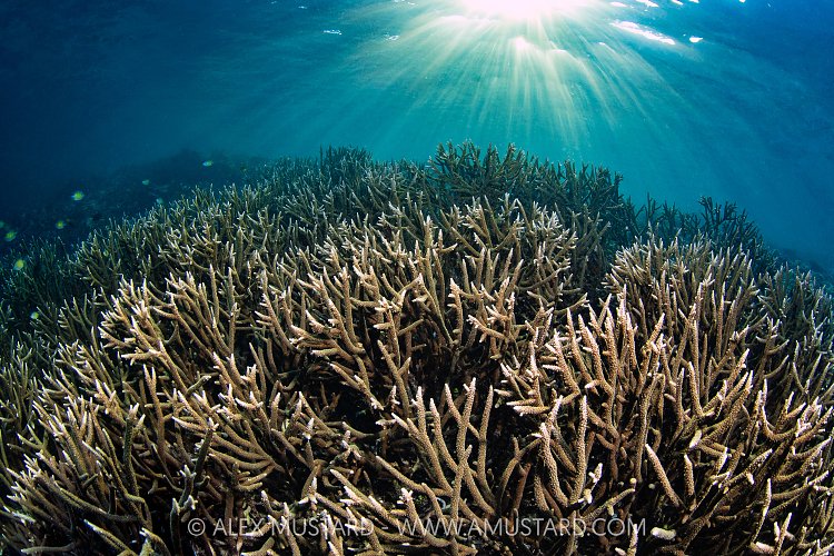 Branching Corals Beneath Evening Sunbeams, Indonesia