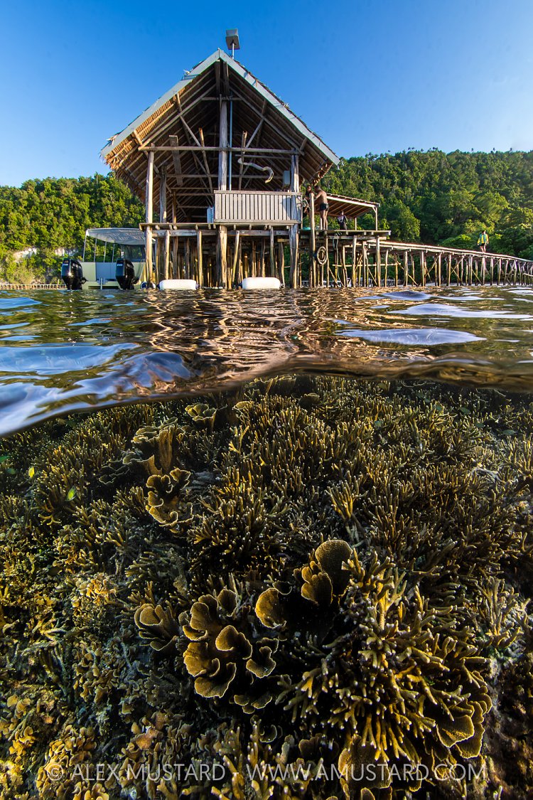 Corals And Jetty, Indonesia