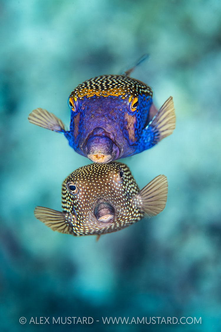 Spotted Boxfish Courtship, Indonesia