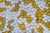 Pygmy Goby On Batik Patterned Coral, Indonesia