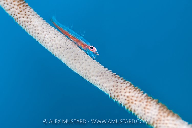 Goby On Whip, Indonesia