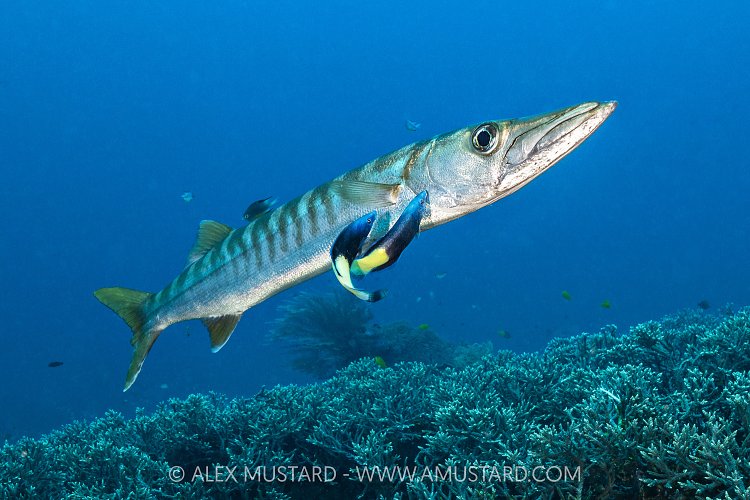 Barracuda Being Cleaned, Indonesia