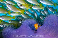 Clonwfish In Anemone, Indonesia