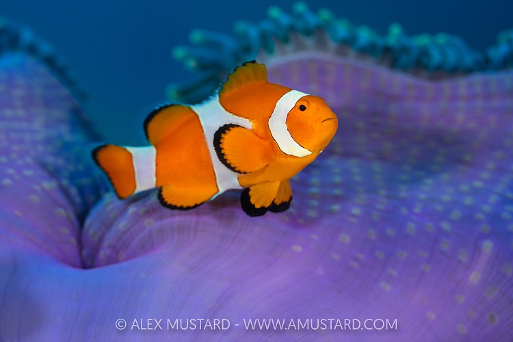 Clonwfish In Anemone, Indonesia