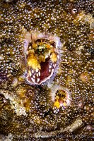 Little And Large, Indonesia