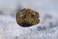 Juvenile Puffer, Indonesia