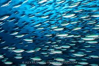 Schooling Fusiliers, Indonesia
