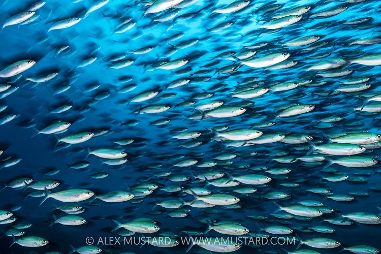 Schooling Fusiliers, Indonesia
