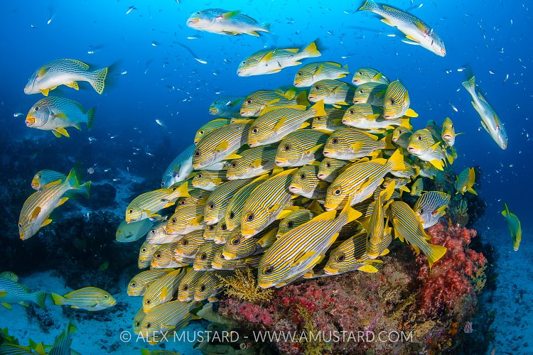 Sweetlips School, Indonesia