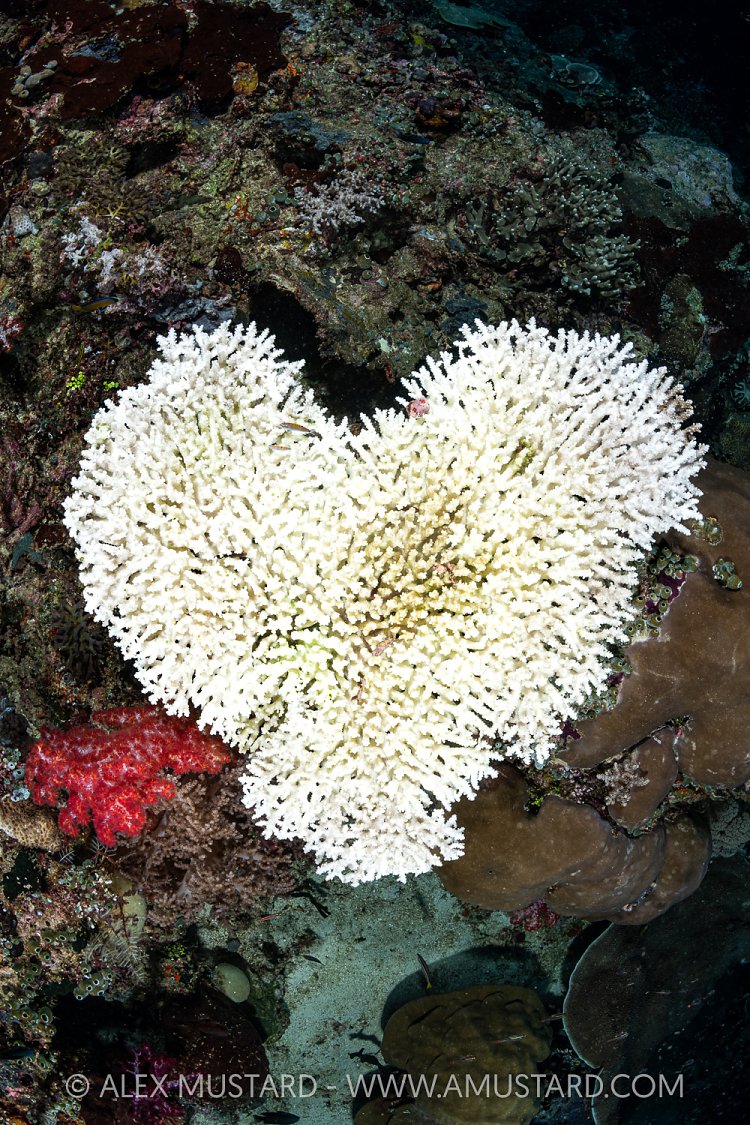Bleached Heart Table Coral, Indonesia
