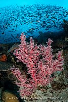 Sea Fan With Dense Schools, Indonesia