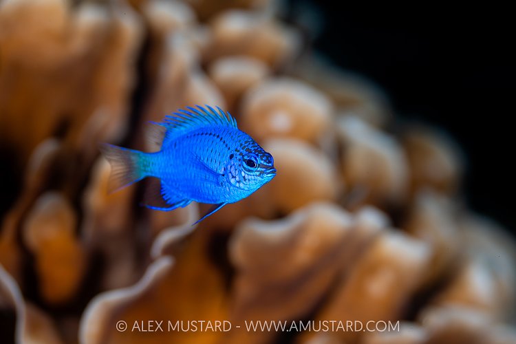 Bright Blue Damsel Fish, Indonesia