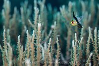 Pajama Cardinalfish Over Corals, Indonesia