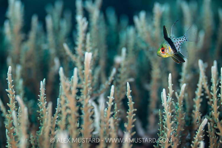 Pajama Cardinalfish Over Corals, Indonesia