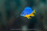Blue And Yellow Damsel Chomping, Indonesia