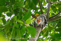 Waigeo Spotted Cuscus, Indonesia