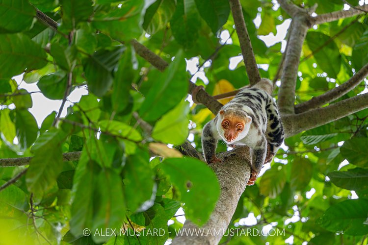 Waigeo Spotted Cuscus, Indonesia