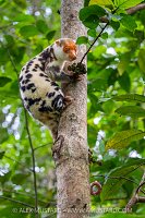 Waigeo Spotted Cuscus, Indonesia