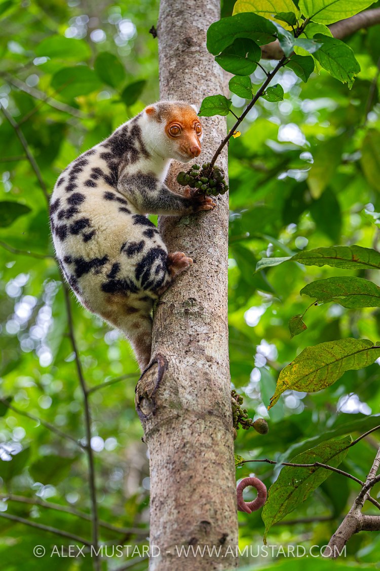 Waigeo Spotted Cuscus, Indonesia