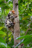 Waigeo Spotted Cuscus, Indonesia