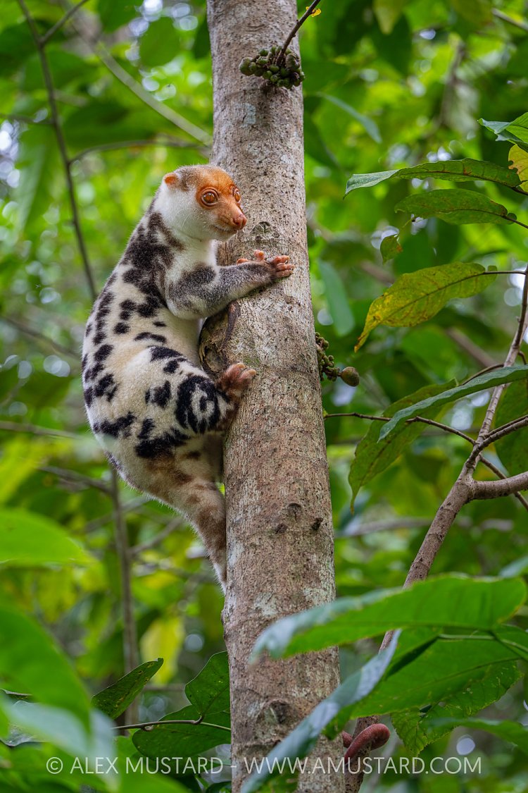 Waigeo Spotted Cuscus, Indonesia