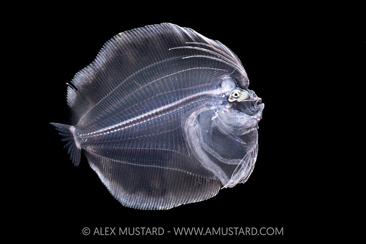 Larval Stage Flounder, Indonesia