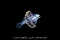 Larval Stage Lionfish, Indonesia