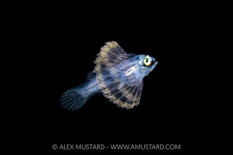 Larval Stage Lionfish, Indonesia