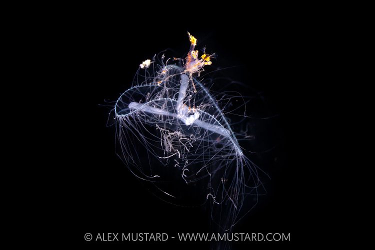 Shrimp Hitch Hiker, Indonesia