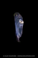 Larval Stage Flounder, Indonesia