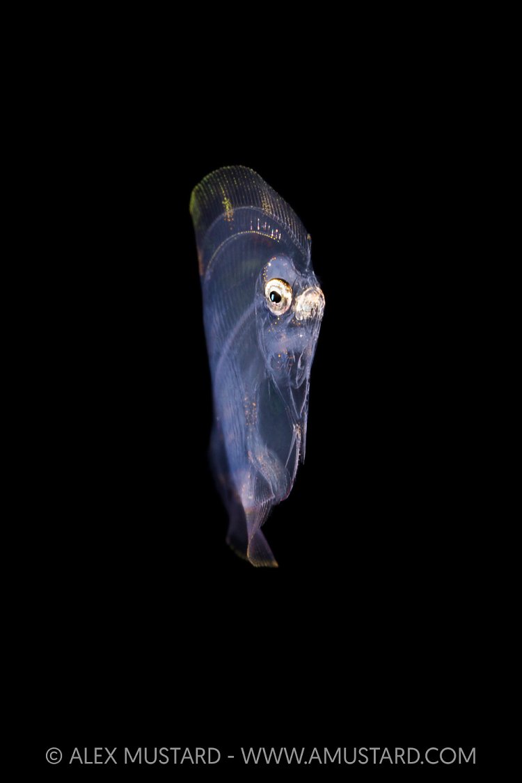 Larval Stage Flounder, Indonesia