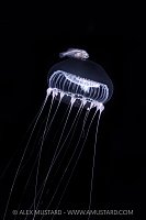 Fish Larval Stage On Jellyfish, Indonesia